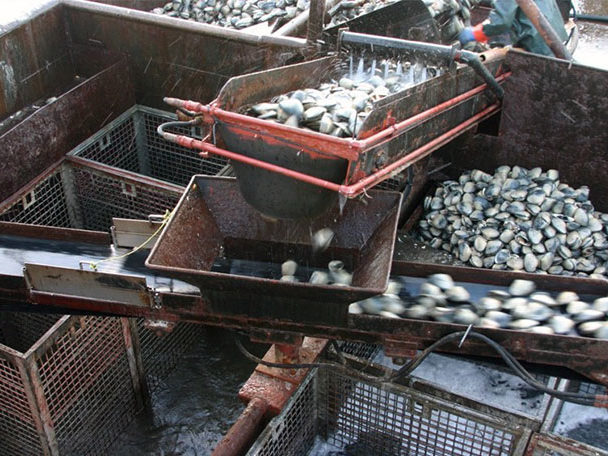 doxsee sea clam company