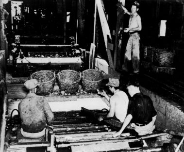 Drgedge in Flordia and then putting the,m on the conveyor belt. The 19th century people were very resourceful.