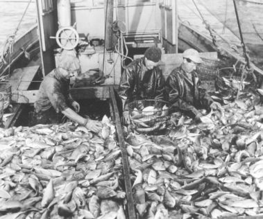 Father and brother sort through the species. Right after the fish came out of the trip