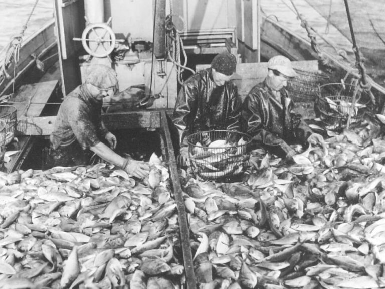 Father and brother sort through the species. Right after the fish came out of the trip